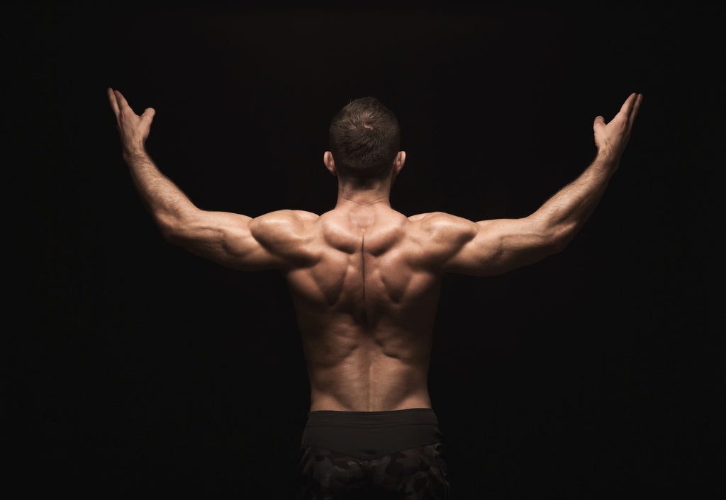 Muscles du dos : Importance d’une bonne musculation